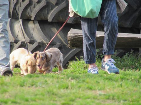 愛犬とのお散歩に多機能でキュートなバッグ、付録でいいんじゃない？
