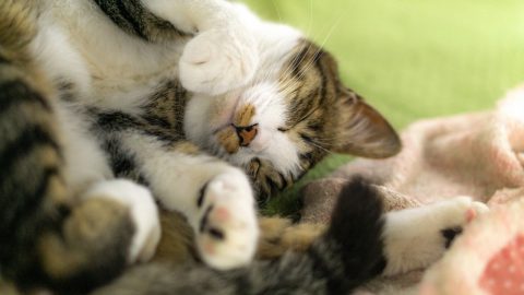 【猫好きに贈る!実用的な猫デザイン付録特集!】買い物エコバッグに使える猫ちゃんトート♪